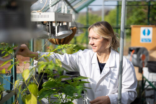 A researcher in a lab coat and goggles is looking at plants in a greenhouse.