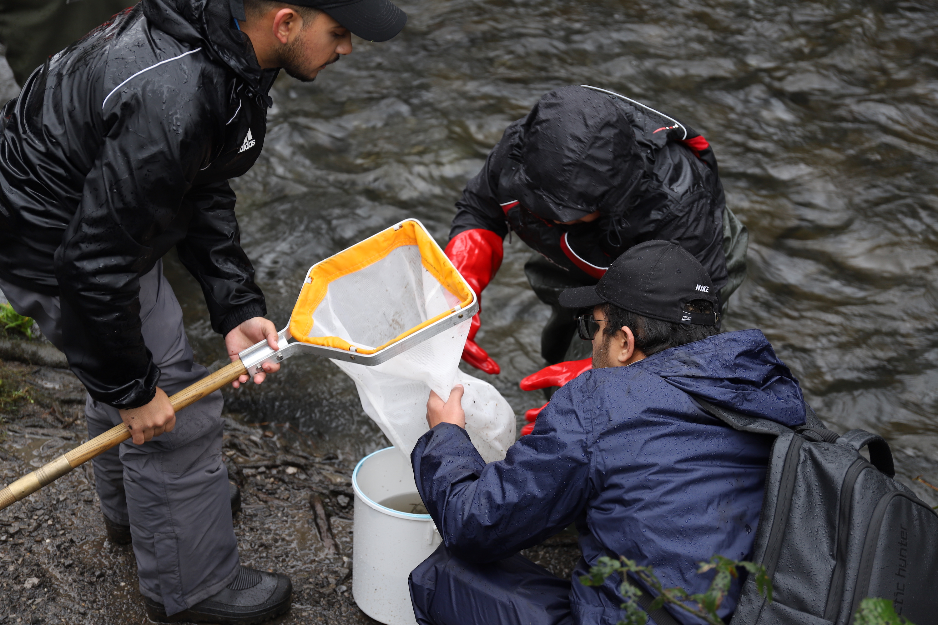 Three students wearing waterproof coats and trousers, hats and wellies gather around a white specimen bucket on a muddy bank at the side of a river. One of them is wearing read rubber gloves for handling specimens, another is holding a white net with a wooden handle and the other is helping to unfurl the netting.