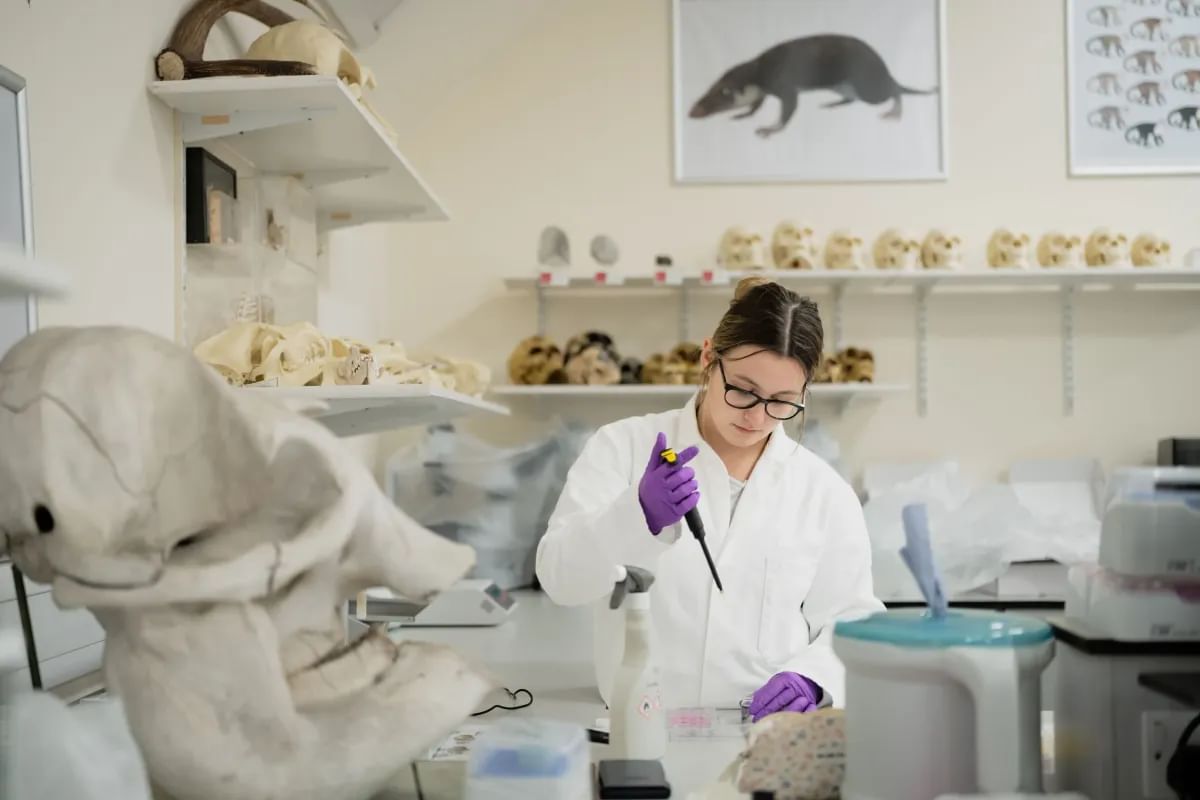 A student in a lab coat uses a syringe to conduct an experiment on a stuffed animal in a biomedical science lab.