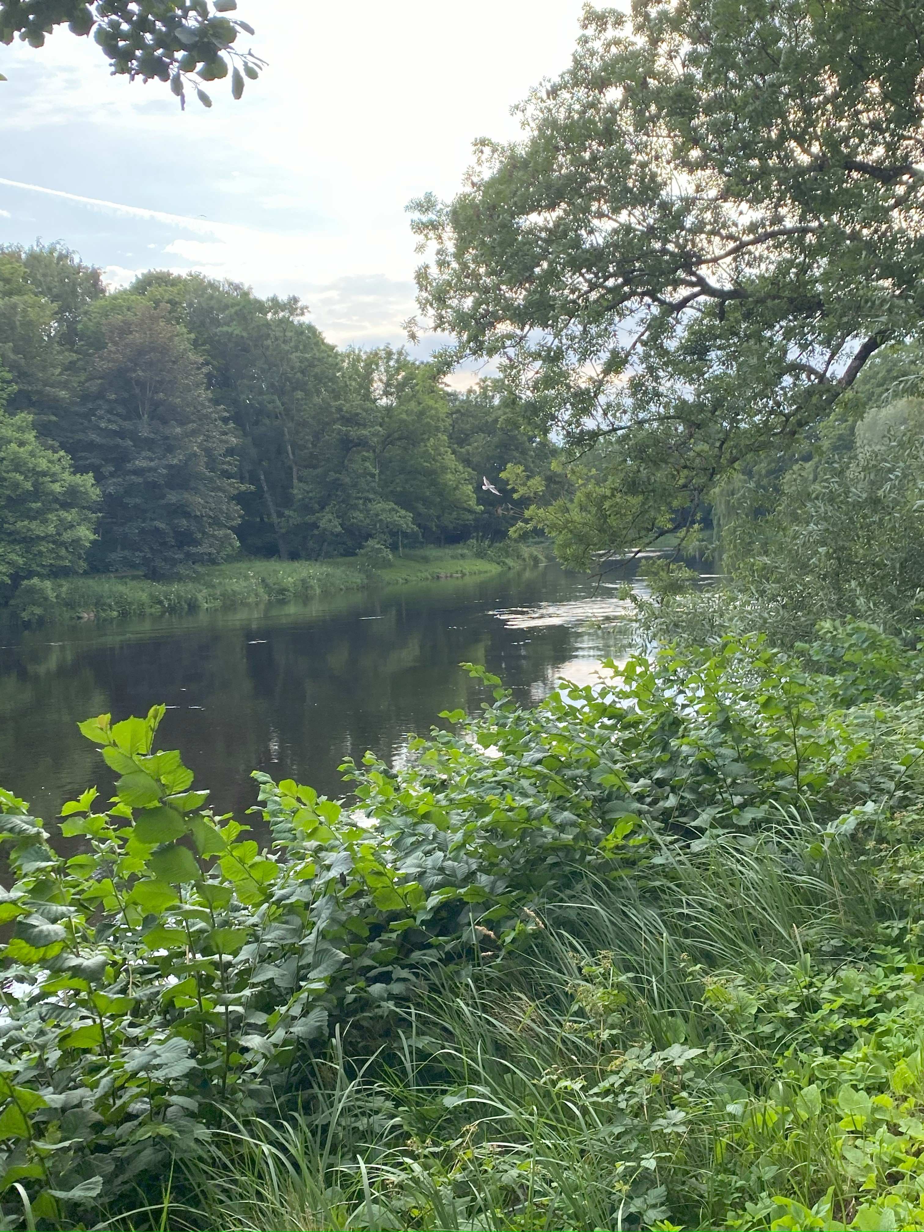 River surrounded by trees and shrubs