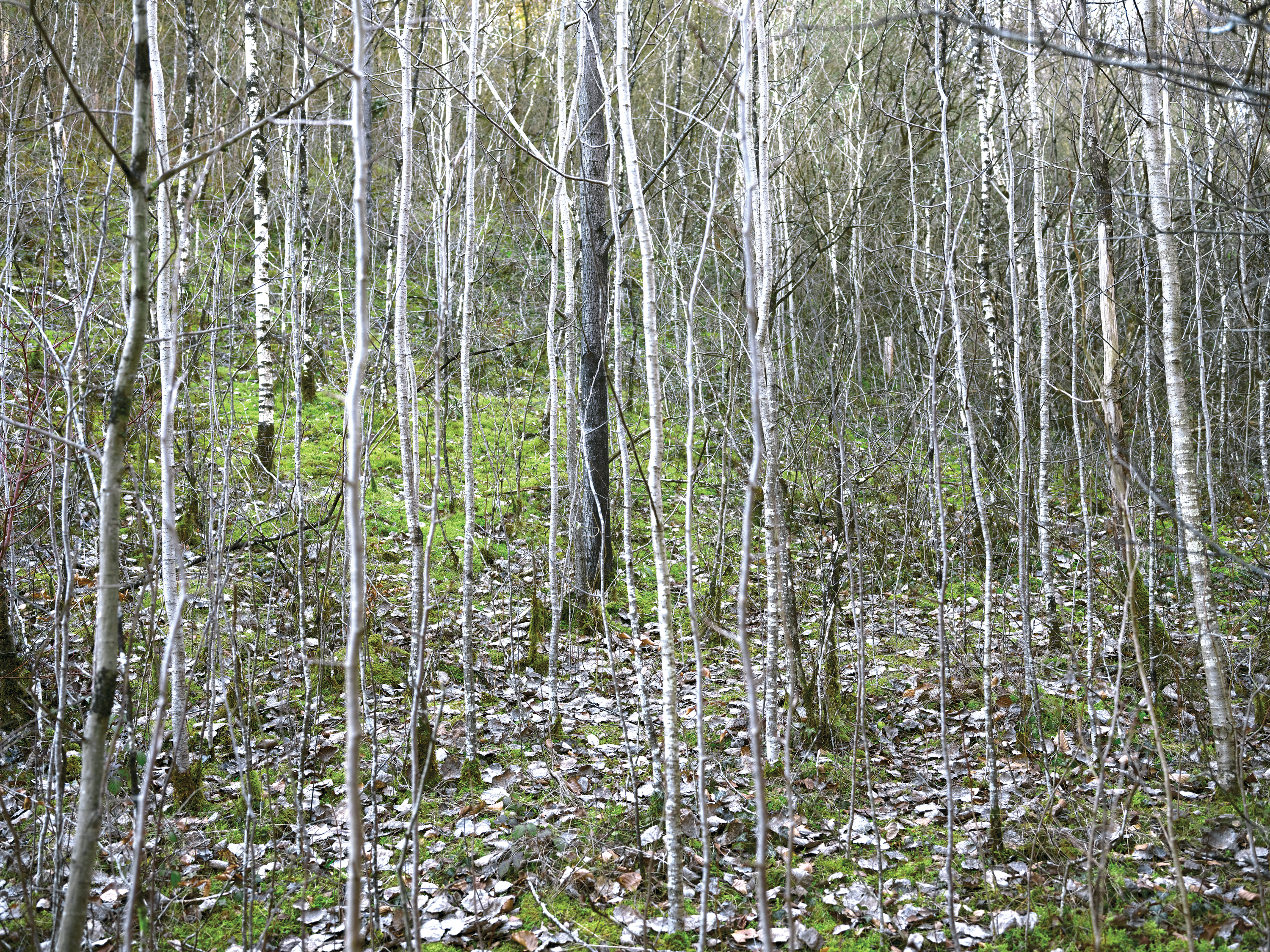 A close up of thin white trees in a forest