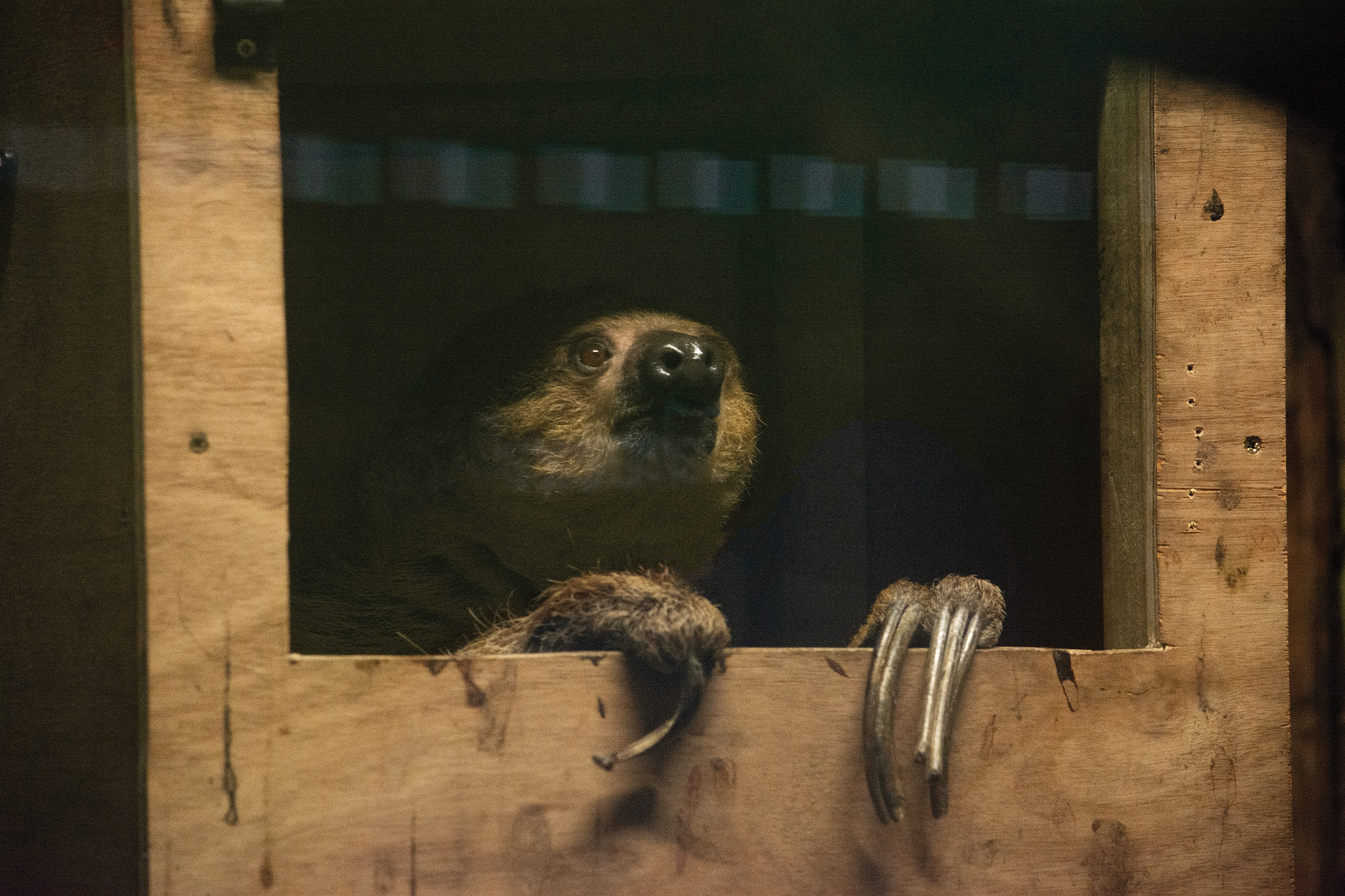A sloth peering out from a wooden box
