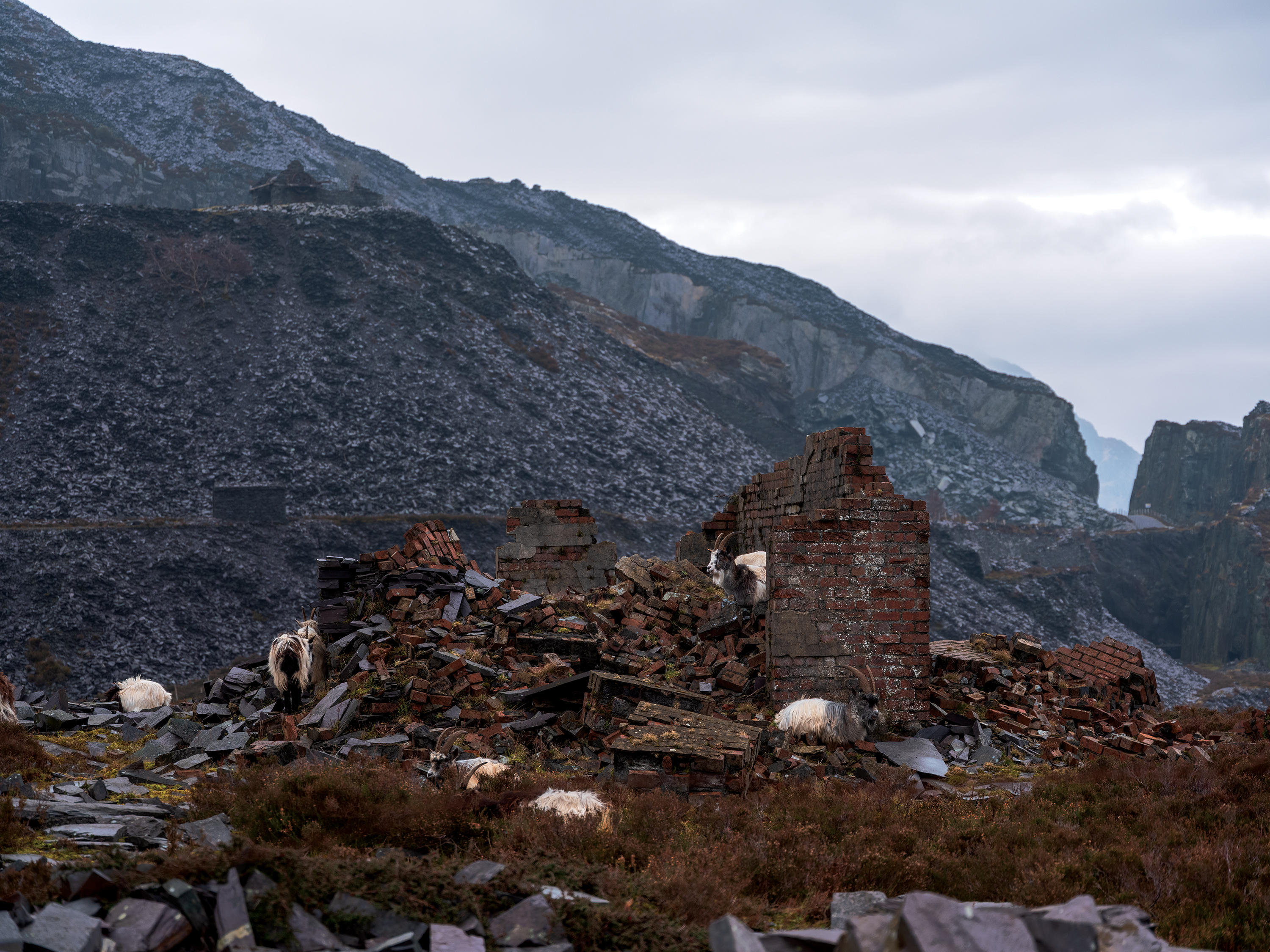 Mountain goats climb over an old brick house that has half fallen down on the side of a mountain