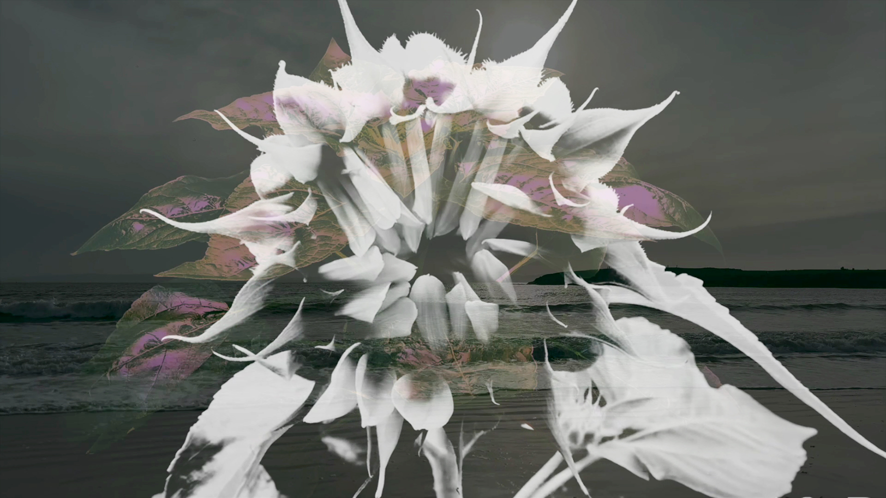 A white flower with purple leaves edited over the top of a beach photo