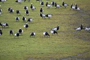 Barnacle_Geese.width-300.jpg