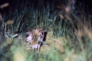 Great_Snipe.width-300.jpg