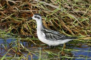 Red-necked_Phalarope.width-300.jpg