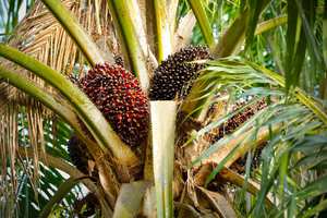Palm oil.jpg. Cop 26. Climate change.