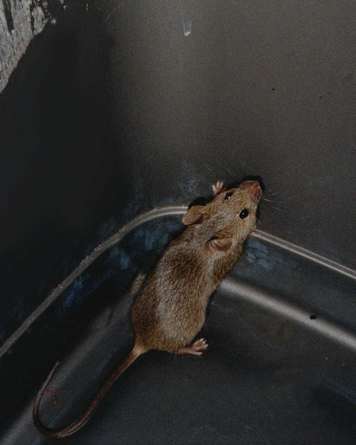 Alice_Durham_-_mouse_in_bin