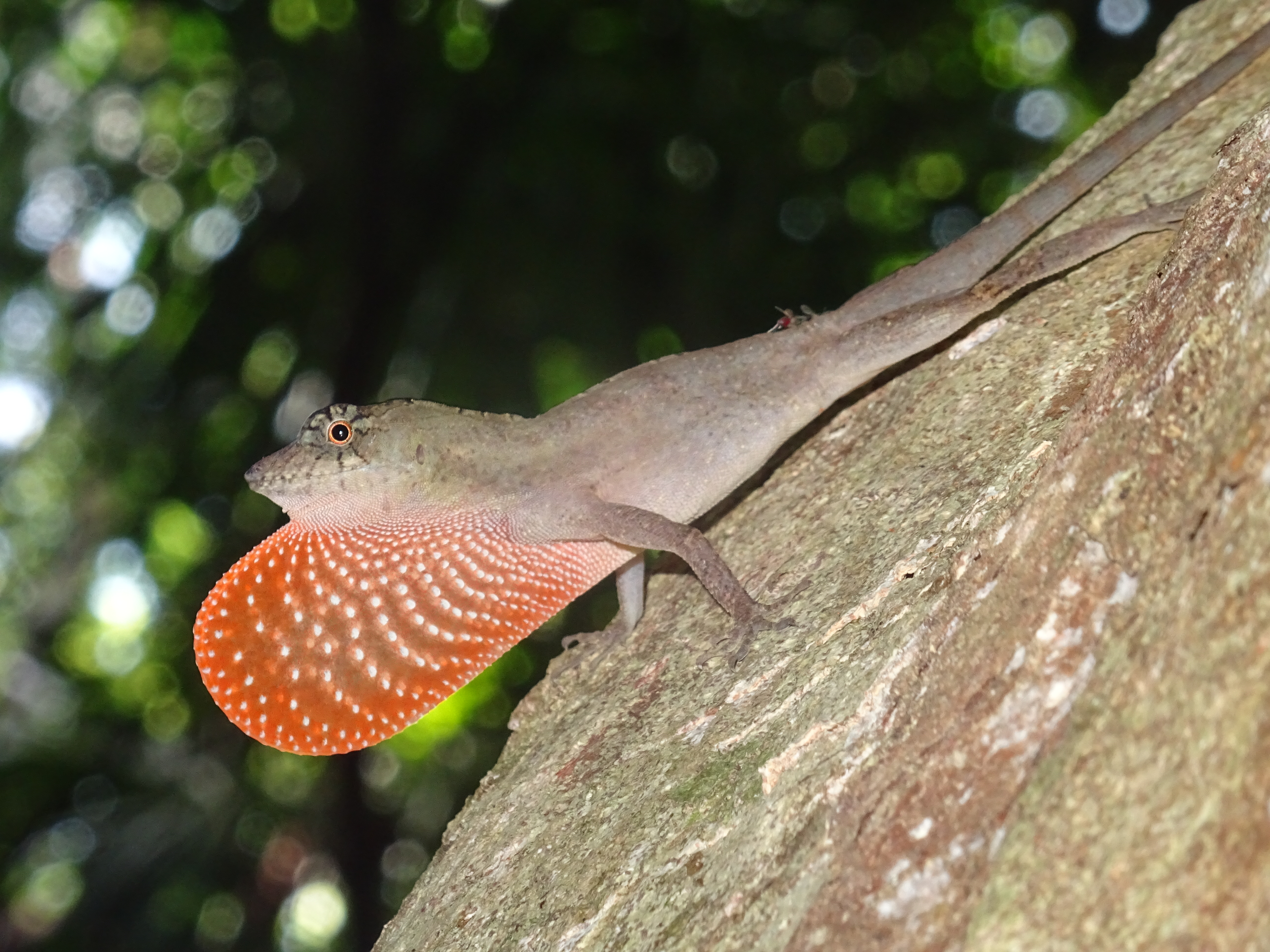 We’re using drones to map the temperatures of lizards and this could ...